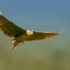 Kvakos nocni - Nycticorax nycticorax - Black-crowned Night-Heron 1040